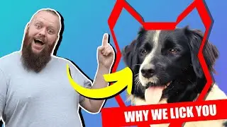 Why BORDER COLLIE'S LICK You