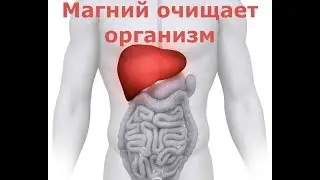 Магний очищает организм. Как магний очищает организм?