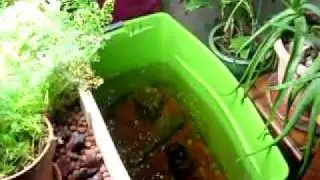How to Check pH level in your Hydroponics or Aquaponics system
