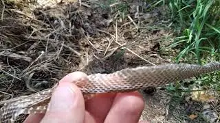 Нашествие змей.