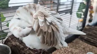 Handsome dove Emilio more up-close with lots of preening! (pied ringneck dove)