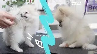A Mochi bun? / Pomeranian puppy grooming