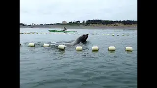 Морских сивучи отбирают рыбу у рыбаков. Охотское море | ЗАПИСКИ КАЯКЕРА