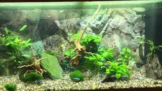 Spiderwood  in the planted 180l community tank