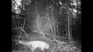 Кто приходит на приманку Professor на куницу и соболя.