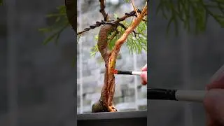 How To Apply Lime Sulphur to Your Bonsai Trees 🖌️