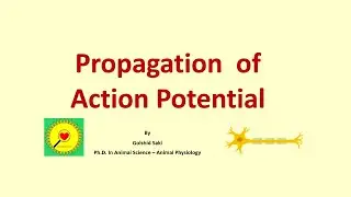 Propagation of action potential in myelinated and unmyelinated nerve fibers