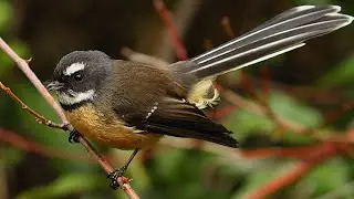 N.Z. Fantail , Piwakawaka .