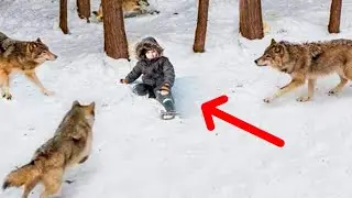 A pack of hungry wolves surrounded the boy, but what one of them did surprised everyone.