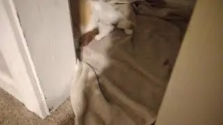 My cats first baby