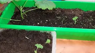 Результат есть! Через 2 недели после посадки пеларгония проросла.