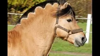 Amazing Horse - Norwegian Fjord Horse