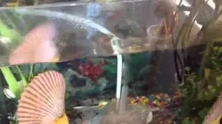 Acuario pequeño de cuatro peces