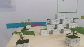 Конференция Grodan   Рост в кубе 3