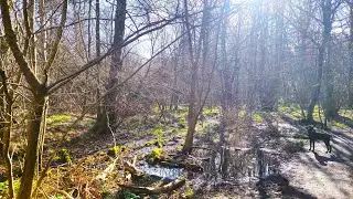 Spring Woodland Walks - Listen to the wildlife😁 #walking #health #healthy #healthylifestyle #keepfit