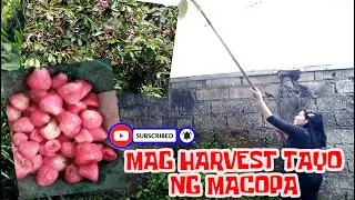 MAG HARVEST TAYO NG MACOPA O TAMBIS