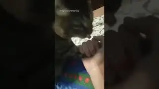 Сat stronger than me, Funny cats😂