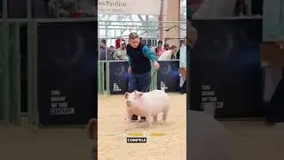 Pig Whacking WTF - Ozzy Man Quickies
