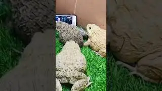 FROG FROG WATCHING FOOTBALL 🏈 funny frog 🐸 