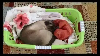 Два монолога