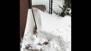 снег в Германии, квакенбрюк 07.02.2021