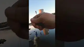 crappie on the Iowa River 