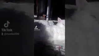 кошак балдеет))