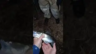 Ночной Судак на Нарезку