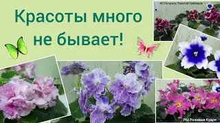Фиалки! Такие разные, но всегда красивые!