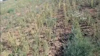 Лён масличный 2024г.! Косить или дисковать?