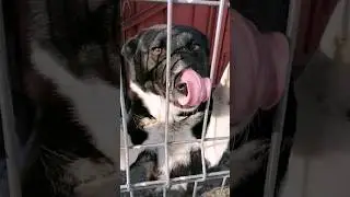 утро начинается с обхода и кормления животных #perrodog #рек #собаки #деревня