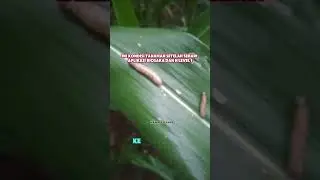 Ulat Grayak pada Tanaman Jagung Hilang setelah Sprey Biosaka dan N Level 1#ansar#hanikchannel