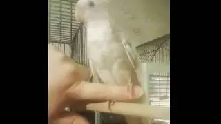 Птенец корелллы, 2,5 мес