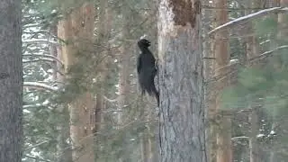 Черный дятел