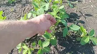 30, 05, 24 р. соя мустанг, з лободою покінчив