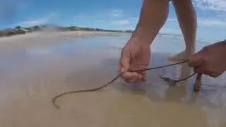 How to catch beach worms useful tips South Australia part 1