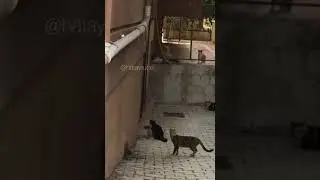 5 kedi 1 fare..🐈🐁 Ahh ahhh nerde o eski Anteke pissikleri. #hatay #antakya