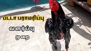 பட்டா வளர்ப்பு முறை | பட்டா பராமரிப்பு