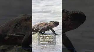 ¡#FelizDíaDeLosOcéanos! Disfruta de estas aves en ecosistemas marinos.