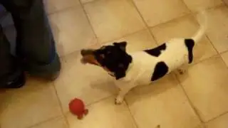 Milo