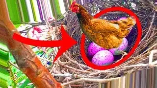 THOSE HAVE TO BE EGGS!