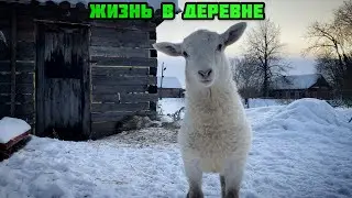КУПИЛИ 2 ДОМА В ГЛУХОЙ ДЕРЕВНЕ! ДЕРЕВЕНСКИЙ БЫТ! НАИВКУСНЕЙШИЙ ЧАЙ НА ТРАВАХ🌿