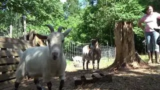 Country Living... Morning routine feeding goats