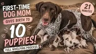 How To Whelp A Litter Of Puppies - Complete Guide
