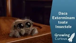Daca Exterminam toate Insectele