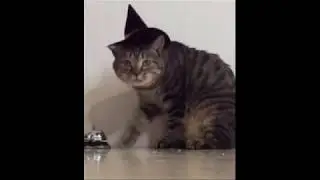 ПРИКОЛЫ С КОТАМИ №2