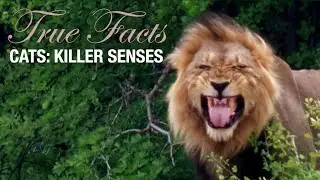 True Facts: Cats' Killer Senses