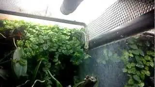 Phelsuma Klemmeri (comiendo grillo)