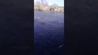 пиленгас/2020