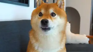 どこ‥？妹の姿がなくて魂が抜ける柴犬が可愛すぎる。